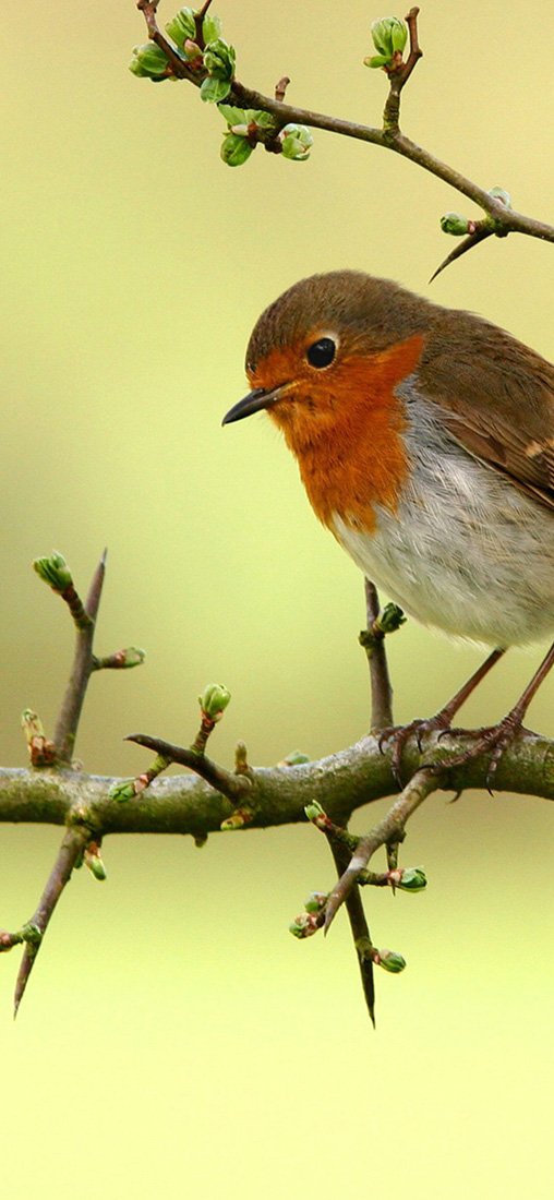 PeelitStickit Bird, Animal Wall Murals ID-098, vinyl