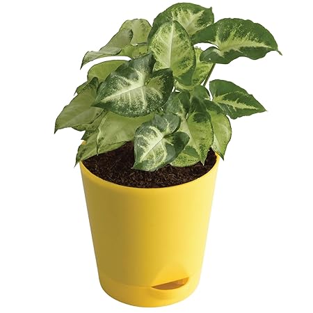 UGAOO Syngonium Pixie Indoor Plant with Self Watering Pot