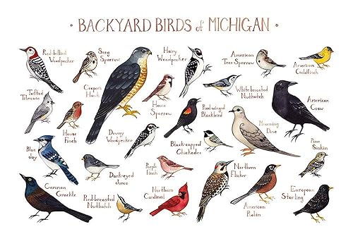 Amazon Com Backyard Birds Of Michigan Field Guide Art Print Handmade