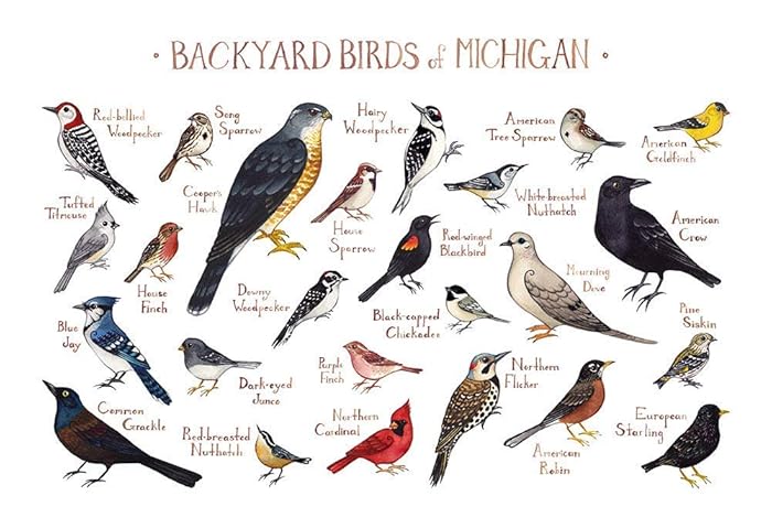 Amazon Com Backyard Birds Of Michigan Field Guide Art Print Handmade