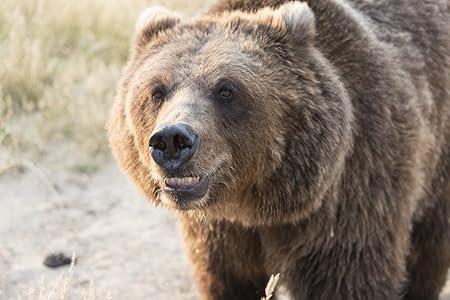 Amazon Co Jp 写真 茶色の熊 歯を吠えている野生動物サンクチュアリ 7エーカーの動物避難所 キーンズバーグ近くの350以上の大きな動物飼料 美術写真削減 12in X 08in H453 18 Hsm1 Generic