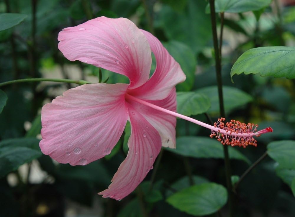 Amazon ハイビスカス 苗木 ピンクバタフライ Hibiscus Pink Butterfly 3号ポット 花