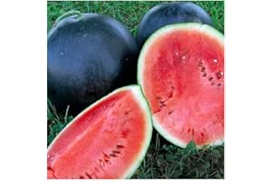 25 Black Diamond Watermelon Seeds for Planting Non GMO Heirloom Seeds Instant Latch Fresh Fruit Garden Seed