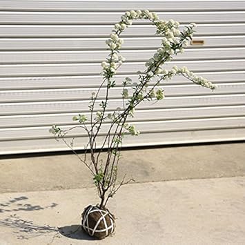 Amazon 庭木 小手毬 コデマリ H 約80 植木