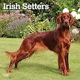 Irish Setters 2020 12 x 12 Inch Monthly Square Wall Calendar, Animals Irish Dog Breeds by