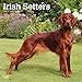 Irish Setters 2020 12 x 12 Inch Monthly Square Wall Calendar, Animals Irish Dog Breeds by