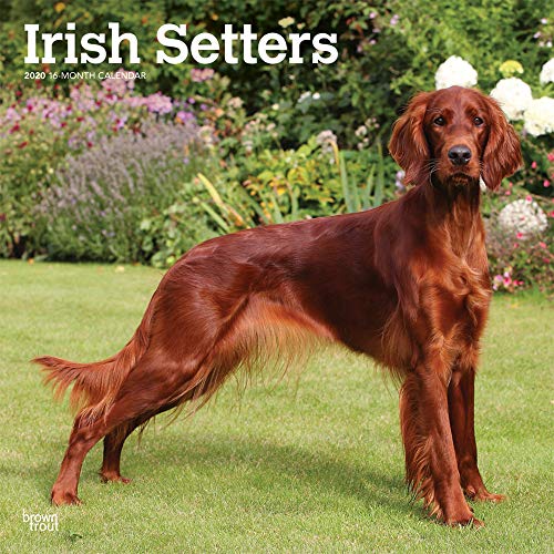 Irish Setters 2020 12 x 12 Inch Monthly Square Wall Calendar, Animals Irish Dog Breeds by 