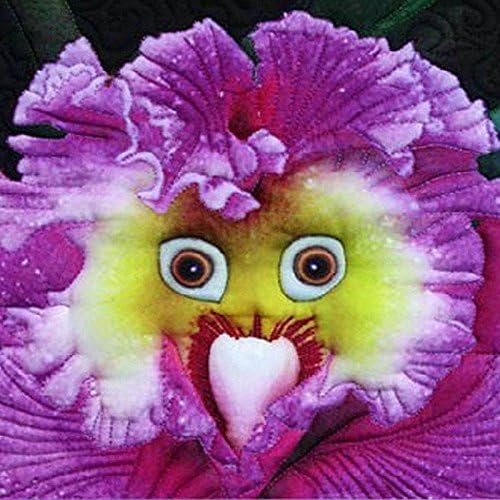 Rare Baby Face Orchid Perennial Flower Seeds Professional Pack 100pcs