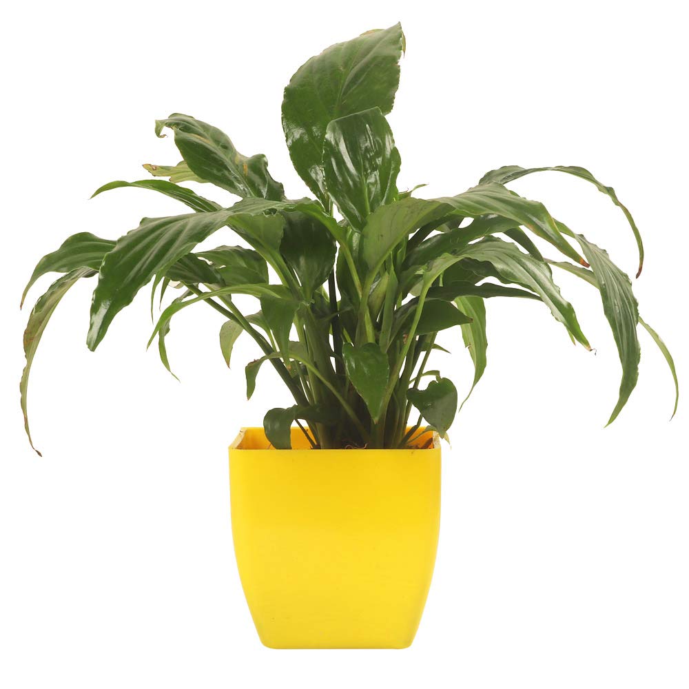 Floweraura Nasa Approved Live Airpurifying Peace Lily Indoor Plant