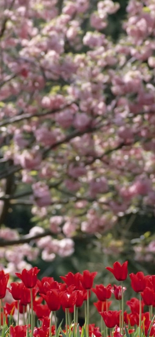 PeelitStickit, Beautiful Nature Wall Murals, ID-1245, vinyl