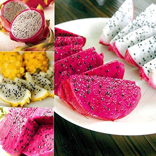 Solution Seeds Farm Rare Heirloom Organic Dwarf Pitaya Dragon Fruit Mixed Yellow Red White Colors, 100 seeds, tasty organic exotic juicy fruits