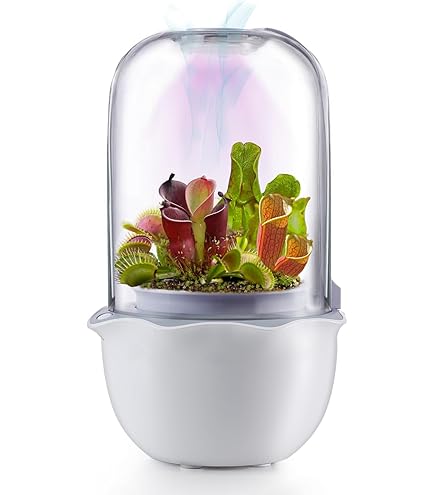 NEPETHICA ネペンテス SEALED BOTTLE PLANTS NEPETHICA ネペンテス SEALED BOTTLE PLANTS ネペンテス インテリア