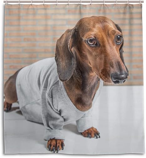 dachshund kitchen accessories