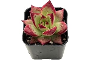 Sprout N Green Echeveria Red Knight | Red Ebony, Mini Live Succulent Fully Rooted in 2 inch Starter Pot, House Plant for Indoor Outdoor Home Office Wedding Decoration Party Favor Gift
