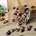 MyGift 100-Piece Brown Assorted Artificial Acorn Caps, Fall Autumn Vase Filler and Rustic Seasonal Decorations