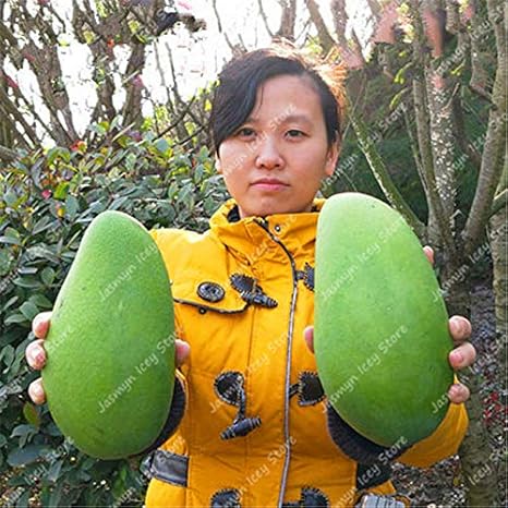 Amazon Co Jp 2個 袋ジャイアントマンゴー実イエローマンゴー盆栽甘いフルーツtreesucculent植物鉢植えのホームガーデン 2 ホーム キッチン