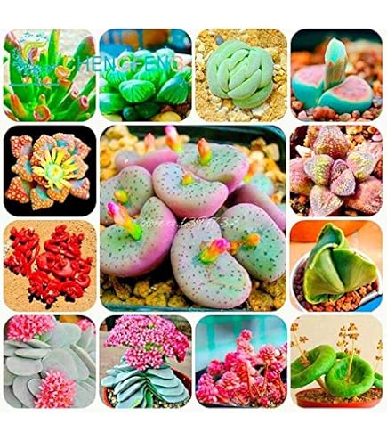 24 Varieties, Lithops Seeds, 100pcs/Pack - Perf