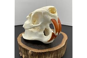 CEZUIC 1pcs Unique Real Cat Skull, Dog Skull, Fox Skull. Taxidermy Skull Collection,Specimen, Decorations 2