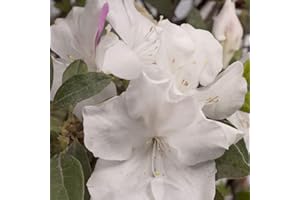 Encore Azalea Autumn Lily (1 Gallon) White Flowering Shrub - Full Sun Live Outdoor Plant