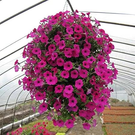 Creative Farmer Flower Seeds : Petunia Star Pro Flower Garden Seeds Of Flowers Live Plant Seeds Garden [Home Garden Seeds Eco Pack] Plant Seeds