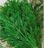 Dill Seeds Ambroziya Organically Grown Russian Heirloom, NON-GMO Herb