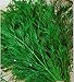 Dill Seeds Ambroziya Organically Grown Russian Heirloom, NON-GMO Herb