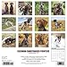 Just German Shorthaired Pointers 2019 Wall Calendar (Dog Breed Calendar)