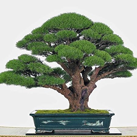 Creative Farmer Cupressus Torulosa Bonsai Suitable Seeds