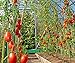 Ecostake Garden Stakes 5-Ft for Climbing Plants Supports Pole 20 Pack Rust-free Plant Sticks Fence Post