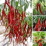 FD605 Giant Red Hot Spices Spicy Chili Pepper Seeds Plants Up 50cm20” Long 10PCs