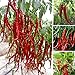 FD605 Giant Red Hot Spices Spicy Chili Pepper Seeds Plants Up 50cm20” Long 10PCs