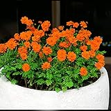 Cosmos Seeds 15+ Orange Crazy Highest Quality