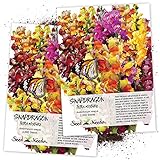 Package of 2,000 Seeds, Tetra Mixed Snapdragon (Antirrhinum majus) Non-GMO Seeds by Seed Needs