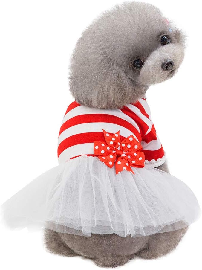 vêtements pour chien petite taille