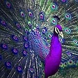 Peacock Diamond Painting,5D DIY Diamond Painting Accessories Diamond Cross Stitch Kits Embroidery Paintings Rhinestone Pasted Cross Stitch for Adults or Kids by Pausseo-30x30cm