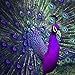 Peacock Diamond Painting,5D DIY Diamond Painting Accessories Diamond Cross Stitch Kits Embroidery Paintings Rhinestone Pasted Cross Stitch for Adults or Kids by Pausseo-30x30cm