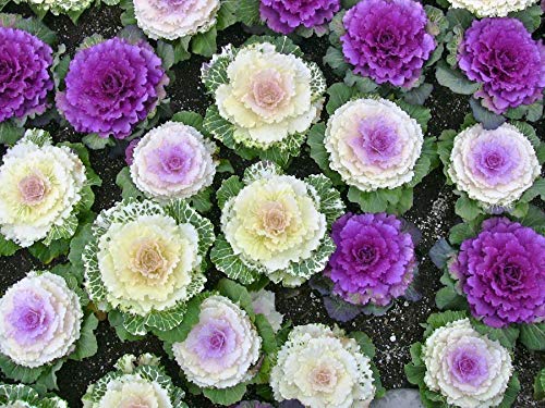 Japanese Ornamental Cabbage Osaka Seeds Mix Flowering Kale Around 40-50 Seeds - Thumbnail 6