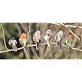 Artificial Simulation Foam Bird, Sparrow Ornaments DIY Craft for Wedding Decoration Party Accessories 10cm (6)
