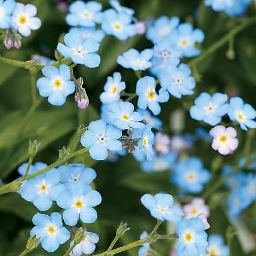 350 Semillas De Myosotis Alpestris Blue Field Wood Forget Me Not Seeds Amazon Es Jardin