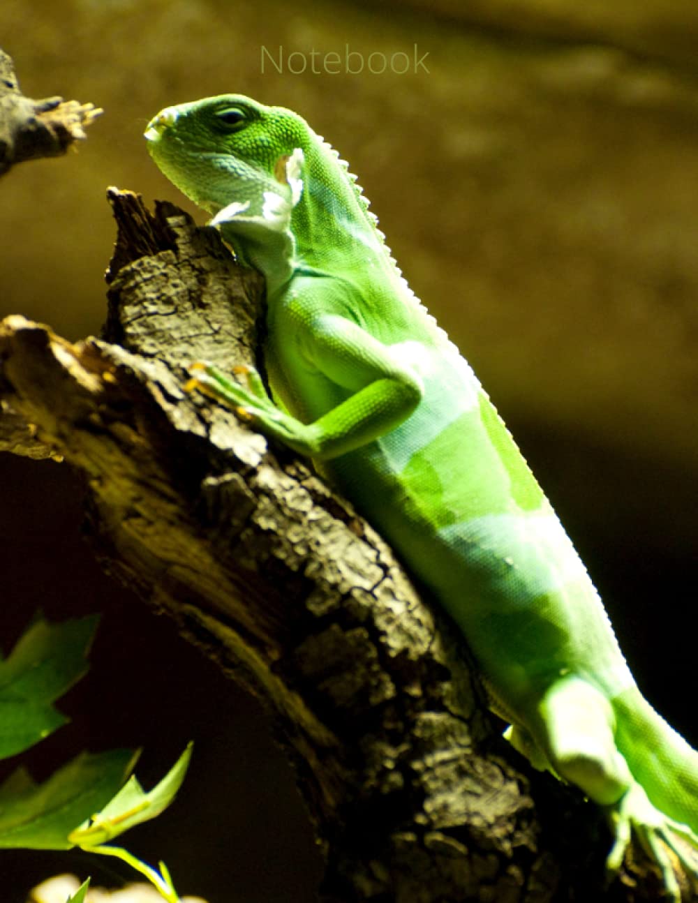 Notebook (Reptile Notebooks)