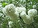 Viburnum macrocephalum ‘Sterile’ - 6" - 12" Chinese Snowball - 3.5” Healthy Potted Plant - 6" - 12" Flowering Shrub – 3 Pack by Growers Solution