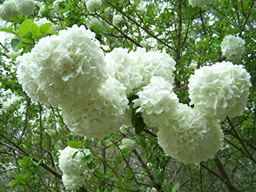 Viburnum macrocephalum ‘Sterile’ - 6 Viburnum macrocephalum ‘Sterile’ - 6