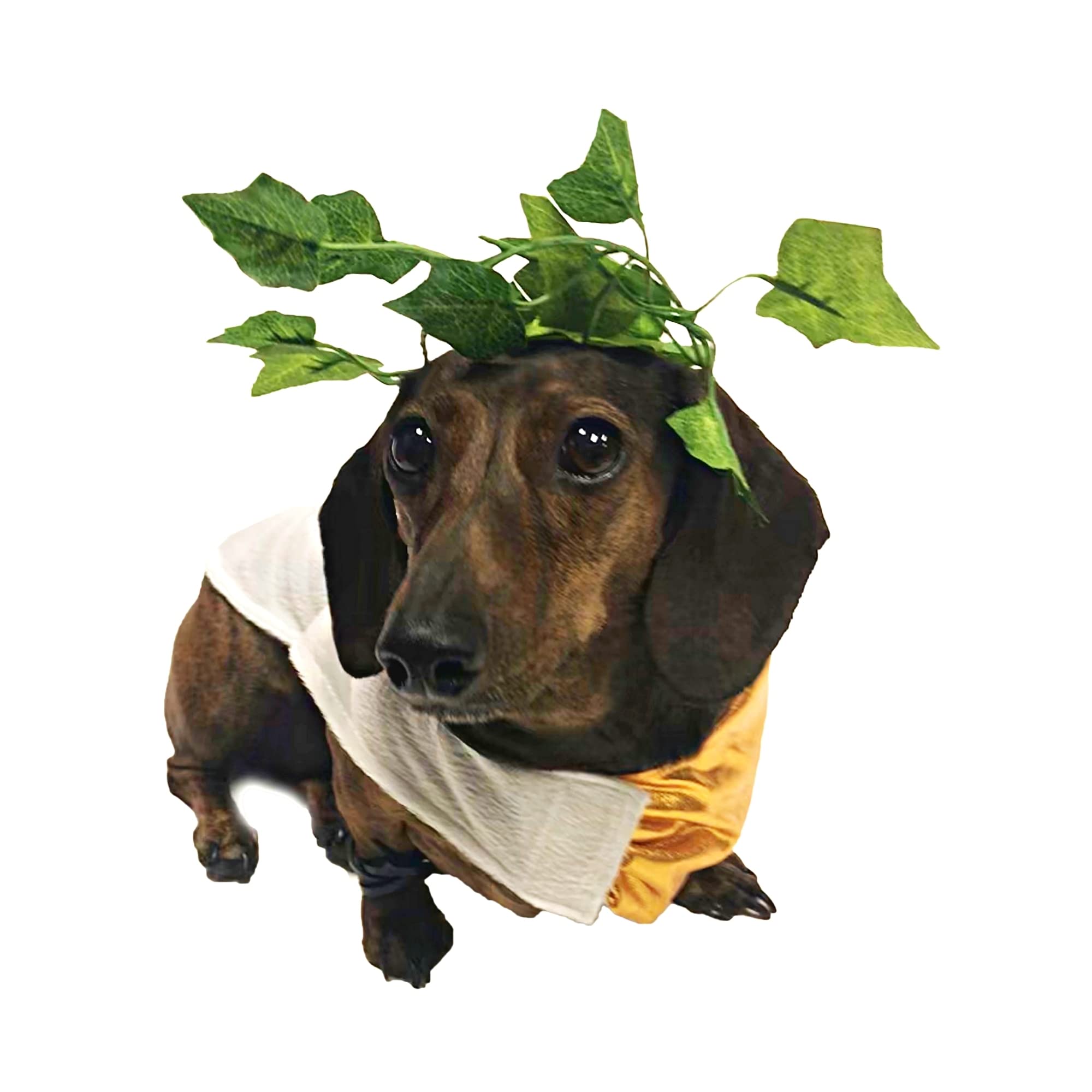 Midlee Toga Dog Halloween Costume (Medium)