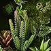 3D Artificial Flowers Wall Hanger with Frame Shape Vase, Ball Cactus Succulent Plants Moss on the Stone Green Leaves Grass, Black Frame, 7.87 in * 9.84 in