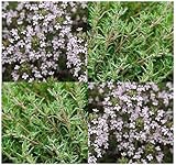 30 x ORANGE THYME Seed - Thymus frafrantissimus - CITRUS FLAVOR PERENNIAL HERB SEEDS - EXOTIC Addition To Herb Garden - Zone 6-8 - By MySeeds.Co