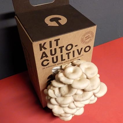 Kit Autocultivo de setas ostra sobre posos de café reciclados de ...