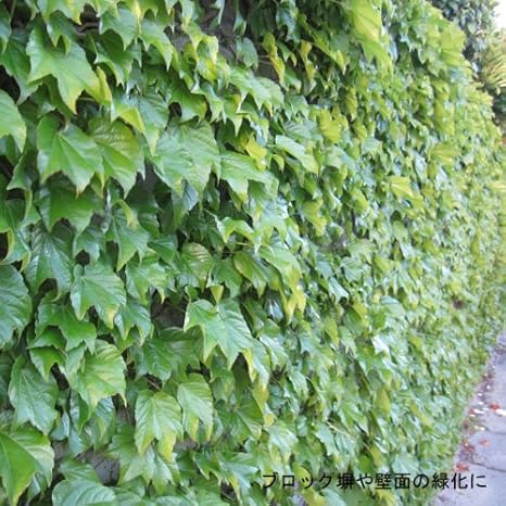 Amazon ナツヅタ3号ポット24株セット 夏蔦 壁面緑化に 落葉 直接登はん型 花