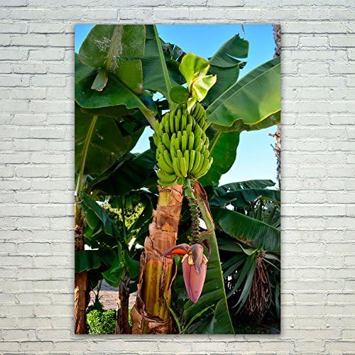 Westlake Art Poster Print Wall Art - Saba Banana - Modern Picture Photography Home Decor Office Birthday Gift - Unframed - 4x6in