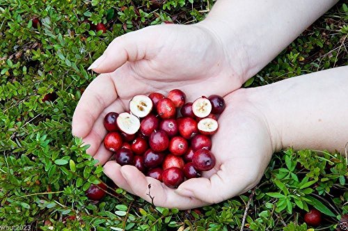 American Cranberry seeds - Vaccinium macrocarpon - used in a variety of sauces (300 Seeds)