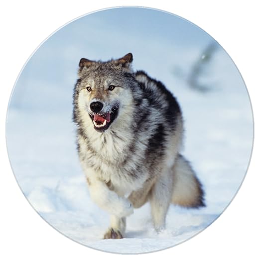 Lobo Lobos imán para nevera, Wolf Running In Snow, redondo: Amazon ...